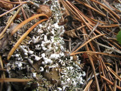 Cladonia macrophyllodes