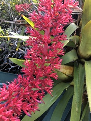 Aechmea huebneri