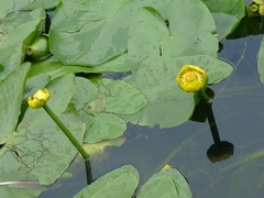 Nuphar lutea