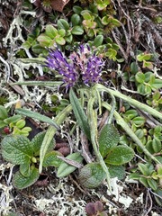 Saussurea angustifolia