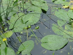Nuphar lutea