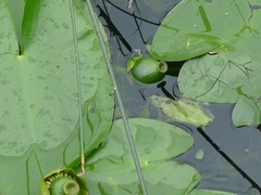 Nuphar lutea