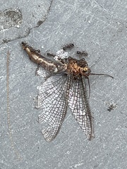 Hexagenia limbata