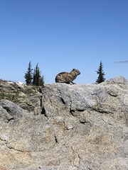 Urocitellus beldingi