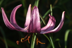 Lilium cernuum
