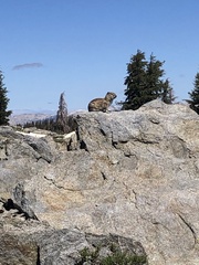 Urocitellus beldingi