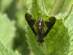 Chrysops moechus