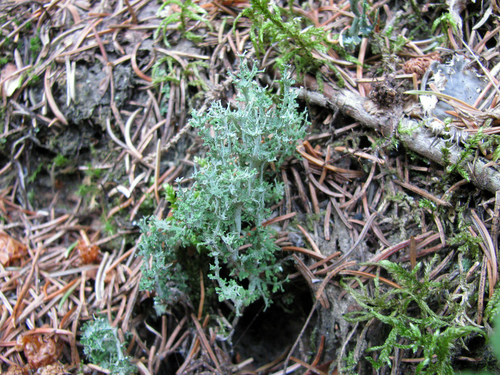 Cladonia multiformis image