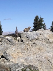 Urocitellus beldingi