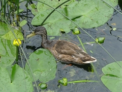 Anas platyrhynchos