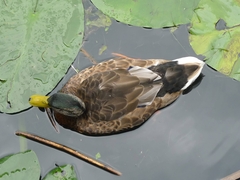 Anas platyrhynchos