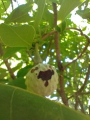 Annona macroprophyllata