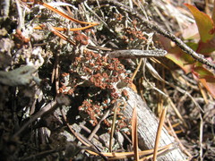 Cladonia phyllophora