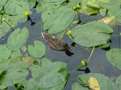 Anas platyrhynchos