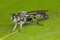 Laphria sicula
