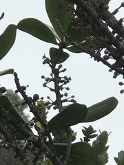 Myrsine lessertiana