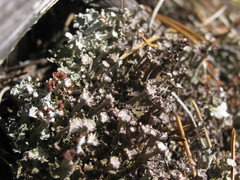Cladonia phyllophora