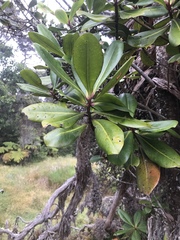 Myrsine lessertiana
