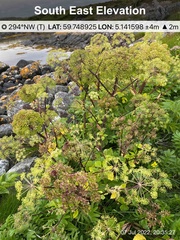 Angelica archangelica litoralis