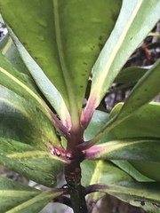 Myrsine lessertiana