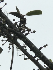 Myrsine lessertiana