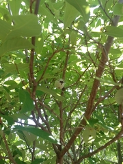 Annona macroprophyllata