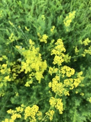 Galium verum