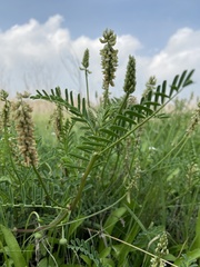 Astragalus micranthus