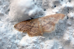 Idaea mediaria