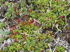 Kalmia procumbens