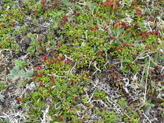 Kalmia procumbens