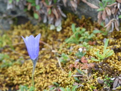 Campanula lasiocarpa