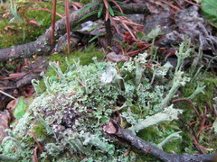 Cladonia sulphurina