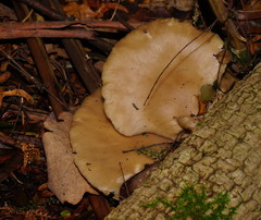 Hohenbuehelia clelandii