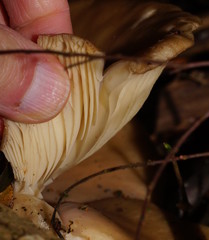 Hohenbuehelia clelandii