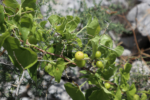 Bljušt (Dioscorea communis)