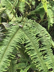 Sticherus owhyhensis