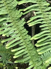 Sticherus owhyhensis