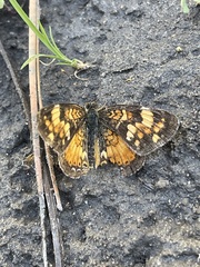 Phyciodes batesii