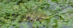 Schoenoplectus lacustris