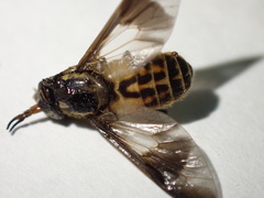 Chrysops montanus