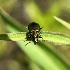Agonum octopunctatum