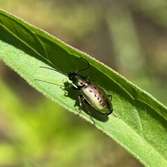 Agonum octopunctatum