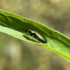 Agonum octopunctatum