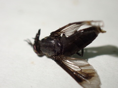 Chrysops niger