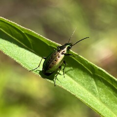 Agonum octopunctatum