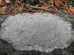 Lecanora rupicola