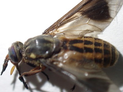 Chrysops striatus