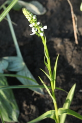Platanthera hologlottis