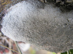 Lecanora rupicola